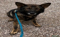 German Shepherd dogs for sale: German shepherd pups from working lines for sale - Image 2