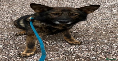 German Shepherd dogs - Advert 8