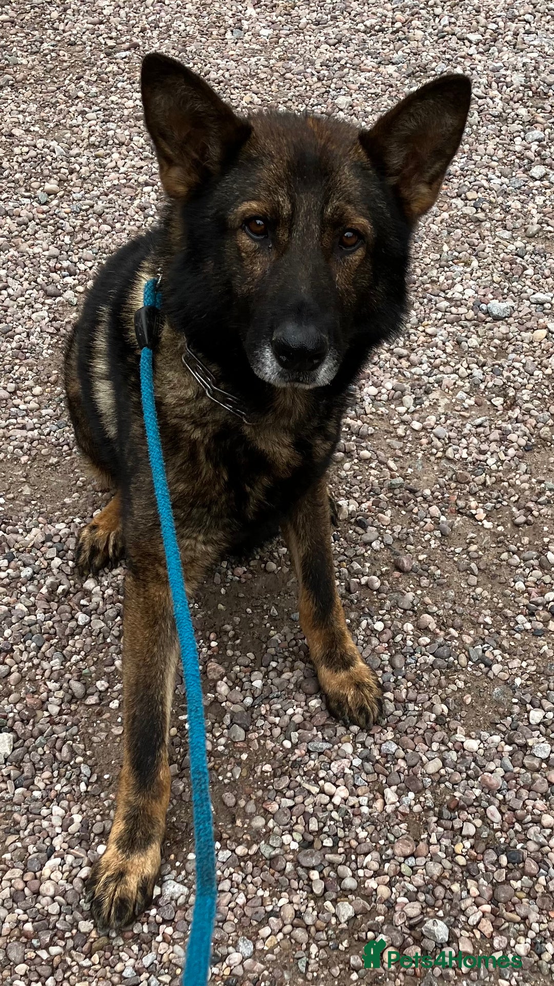 German Shepherd dogs for sale: German shepherd pups from working lines for sale - Image 2