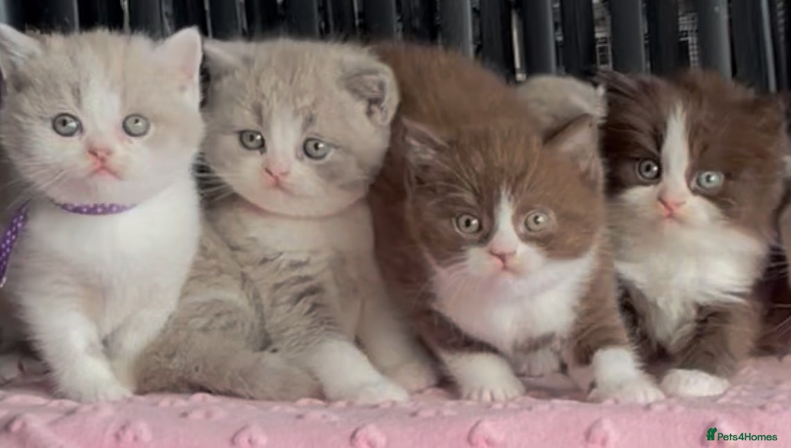 British Shorthair cats for sale: Beautiful BSH Champion line Kittens  - Advert 22