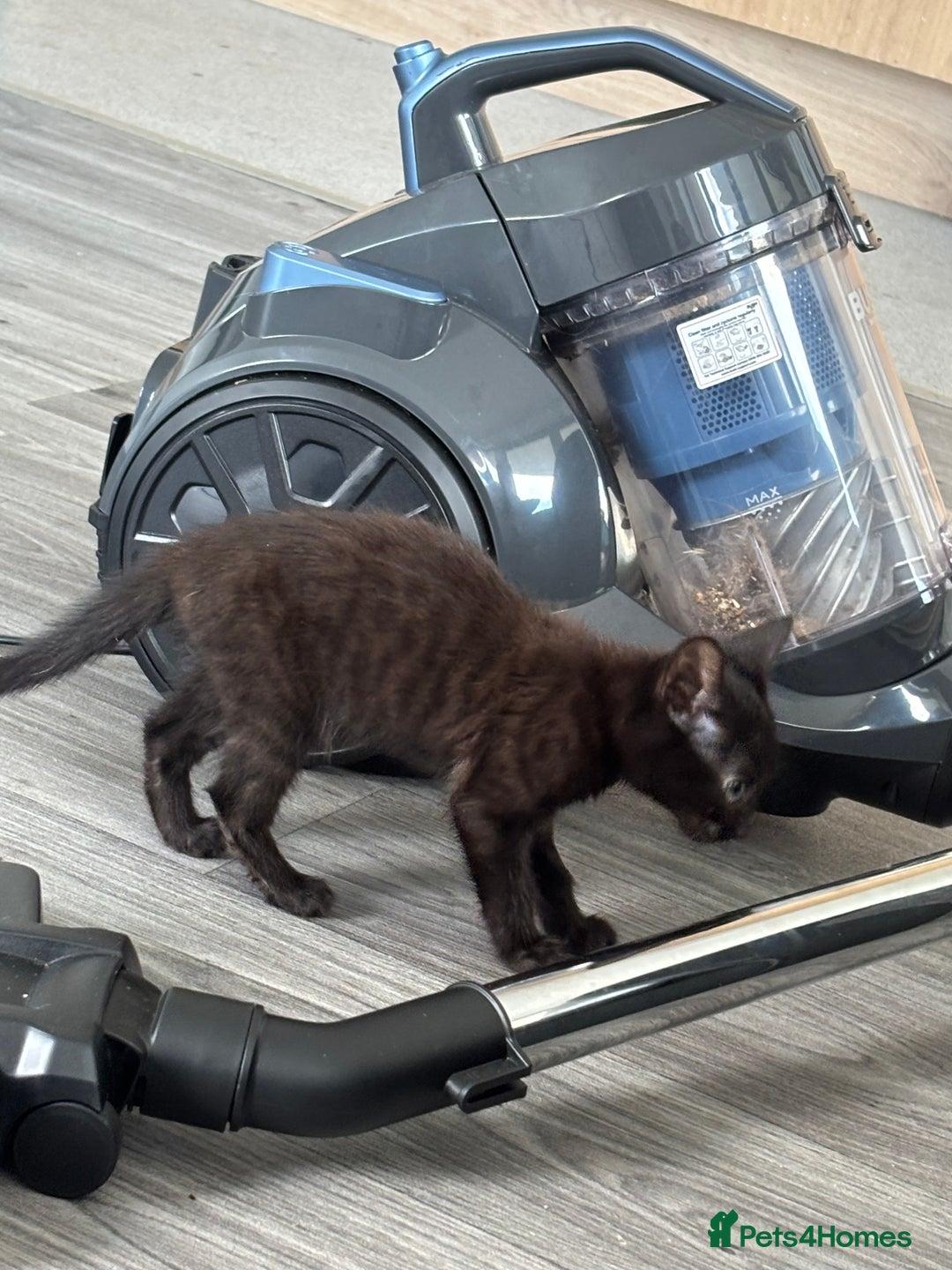 Domestic Shorthair cats for sale: Kittens for sale  - Image 3