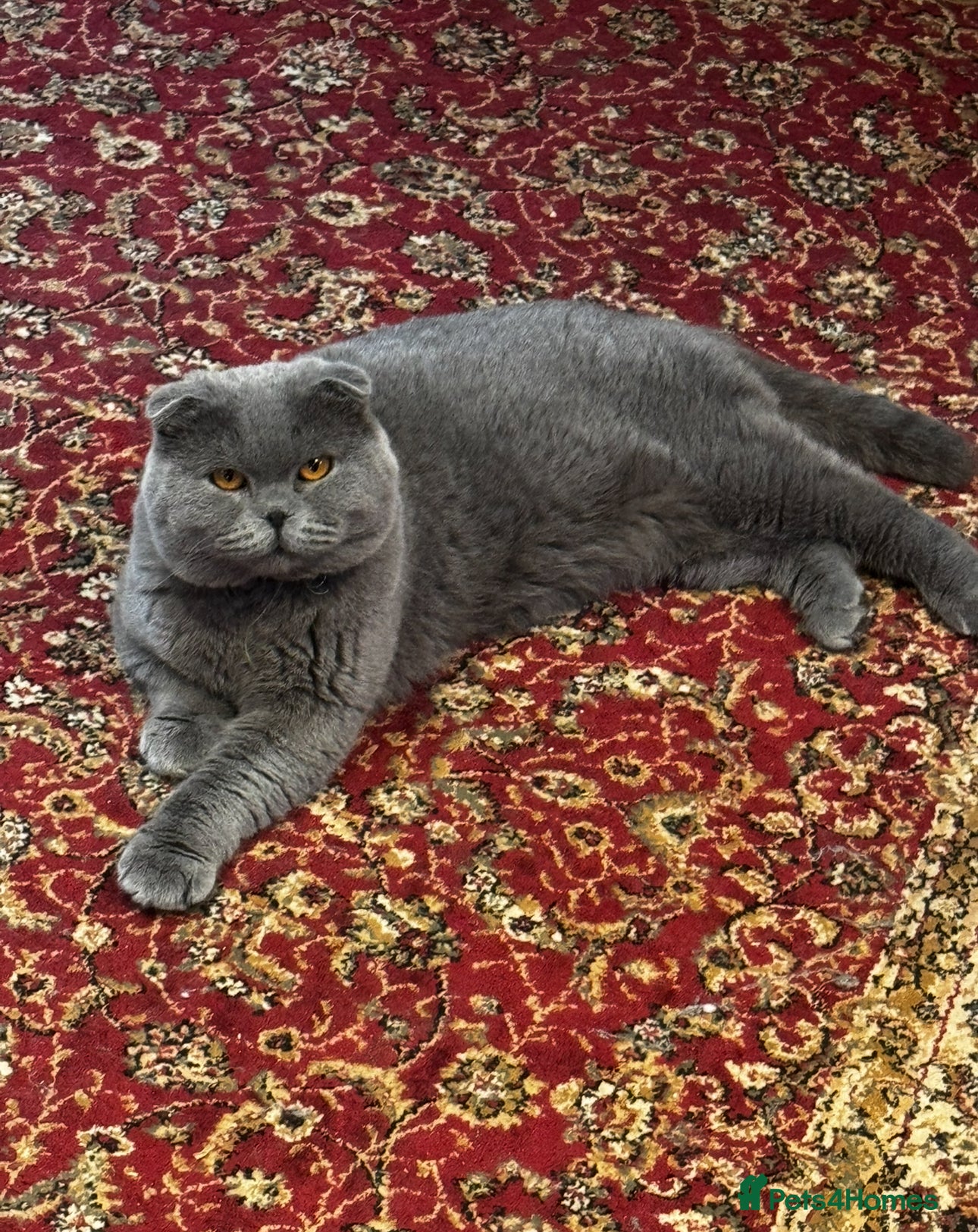 Scottish Fold cats Beautiful 1.5 Year Old Male Scottish Fold - Advert 13