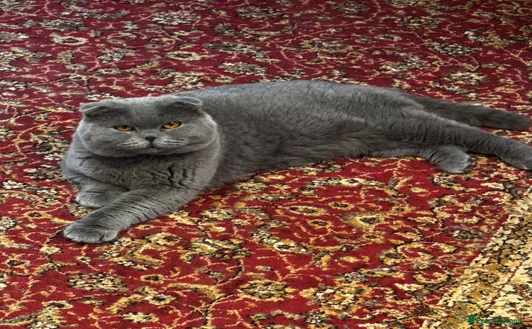 Scottish Fold cats Beautiful 1.5 Year Old Male Scottish Fold - Advert 15