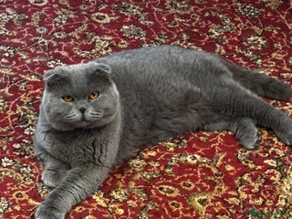 Scottish Fold cats Beautiful 1.5 Year Old Male Scottish Fold - Advert 2