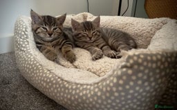 Domestic Shorthair cats for sale: Beautiful 9 Week Old Kittens  - Image 14
