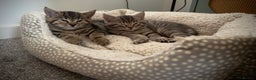 Domestic Shorthair cats for sale: ONLY 1 LEFT! Tabby Girl Kitten 10 Weeks Old - Advert 14