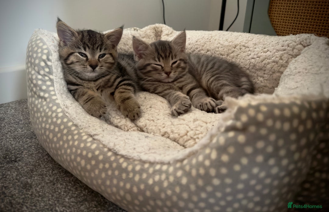 Domestic Shorthair cats for sale: Beautiful 9 Week Old Kittens  - Image 14