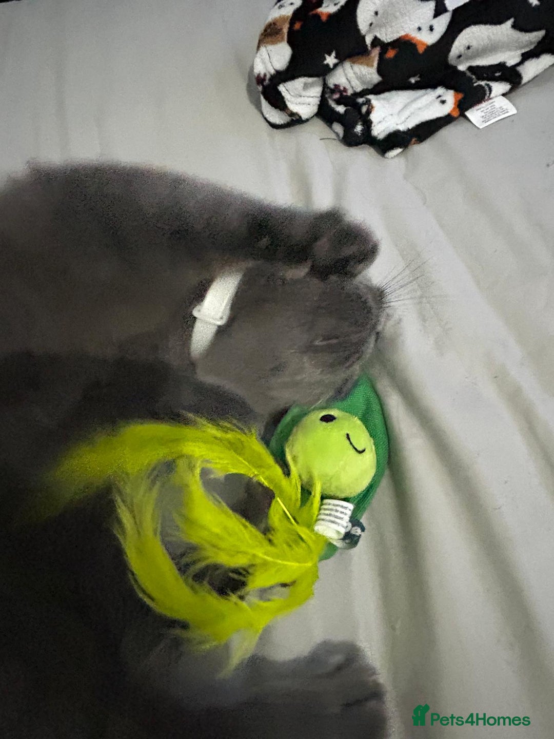 British Shorthair cats for sale: Beautiful British blue girl - Advert 16