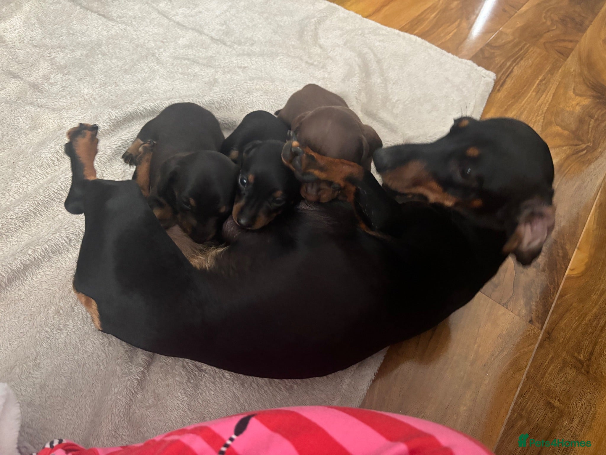 Miniature Dachshund dogs Miniature dachshunds  - Advert 12
