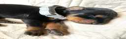 Dobermann dogs for sale: KC REGISTERED DOBERMAN PUPS - Advert 8