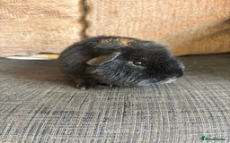 Guinea Pig rodents for sale: 1 male teddy boar available  - Image 3