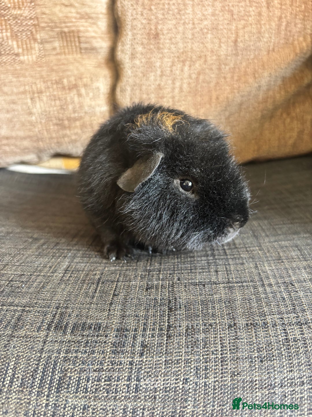 Guinea Pig rodents for sale: 1 male teddy boar available  - Image 3