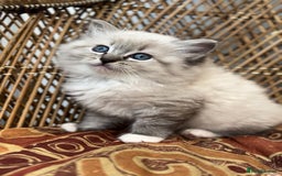 Ragdoll cats for sale: 🌟TICA🌟Champion Ragdoll🏆🏆🏆 - Image 1