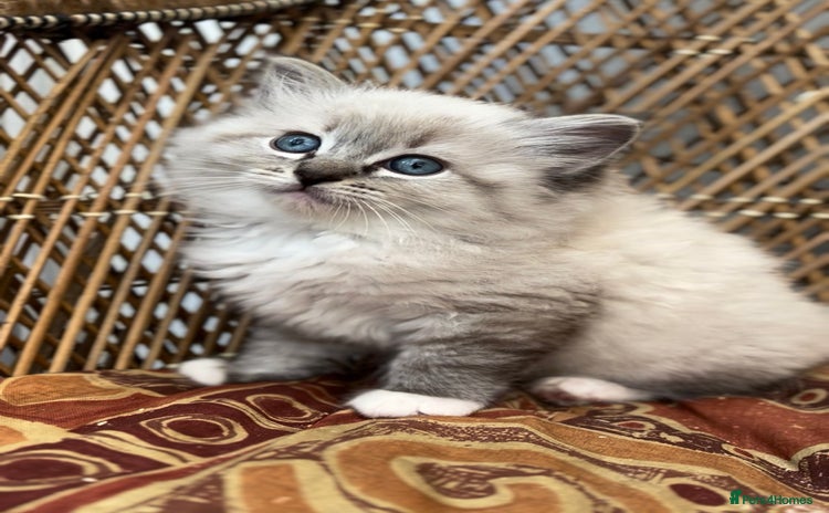 Ragdoll cats - Advert 16