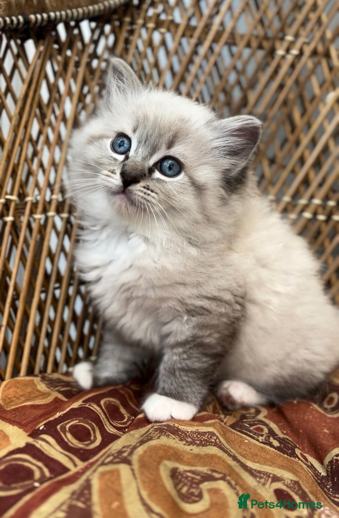 Ragdoll cats for sale: 🌟TICA🌟Champion Ragdoll🏆🏆🏆 - Image 1