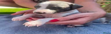 Puppy 1