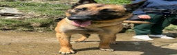 Belgian Shepherd Dog dogs for sale: Belgian Malinois is due before 5th of January - Advert 5