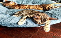 Bengal cats for sale: TICA Bengal Kittens for Sale – Stunning & Sweet! in Durham - Image 9
