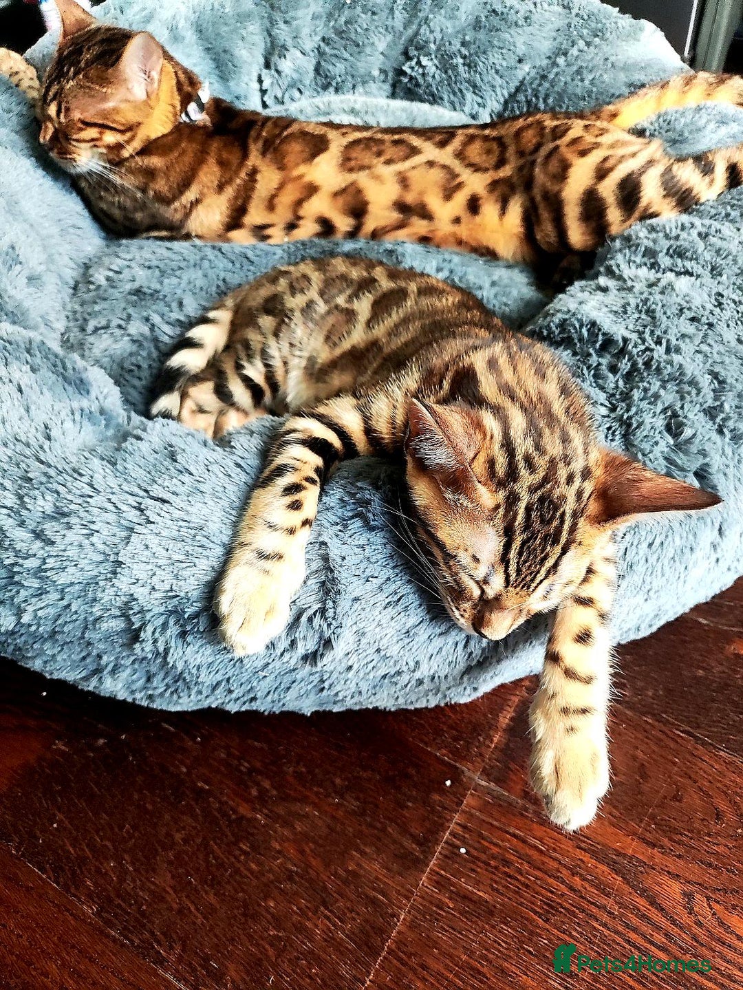 Bengal cats for sale: TICA Bengal Kittens for Sale – Stunning & Sweet! in Durham - Image 9
