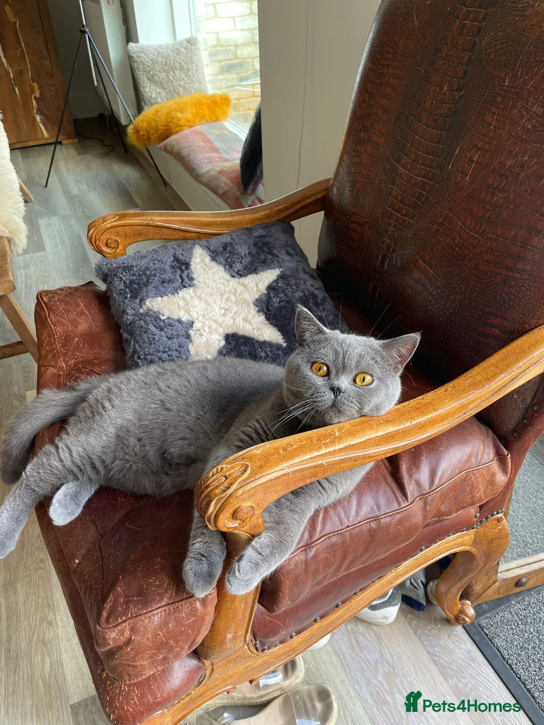 British Shorthair cats for stud: Pedigree GCCF British Short Hair STUD AVAIL  - Advert 3