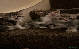 British Shorthair cats for sale: Five Cute boys for sale - Image 2