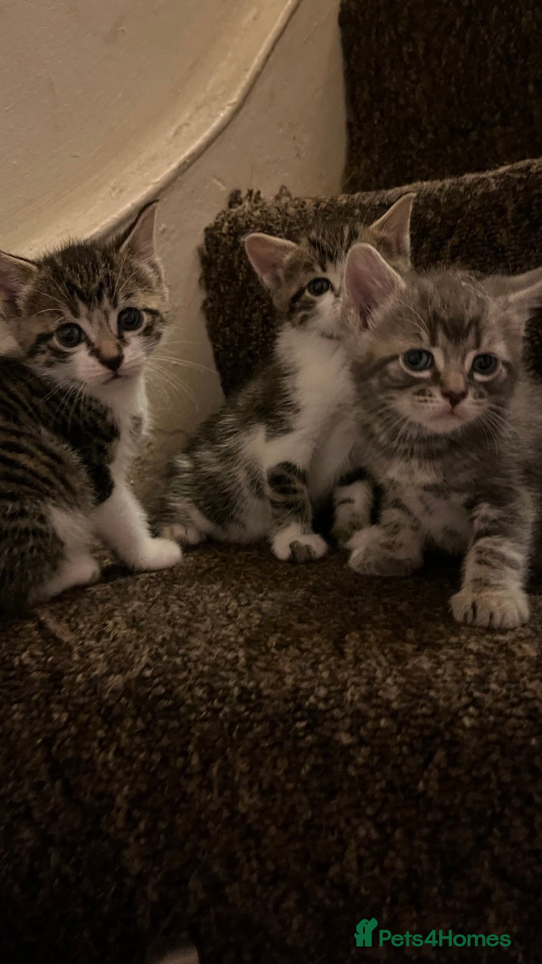 British Shorthair cats for sale: Five Cute boys for sale - Image 2