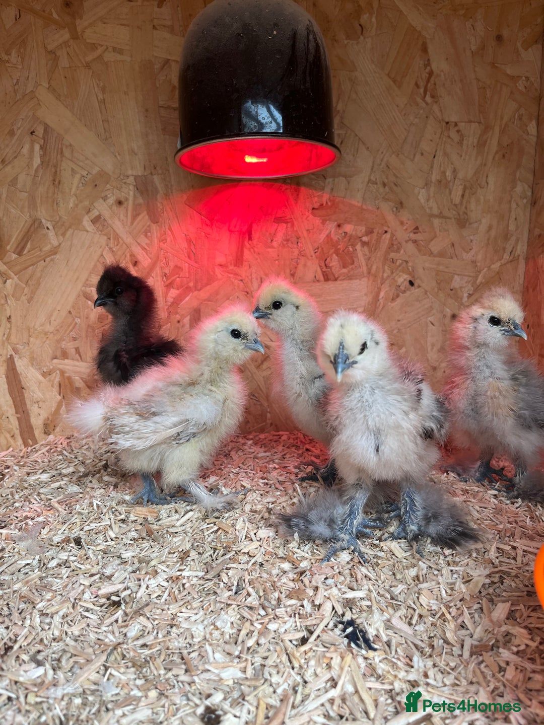 Chickens poultry for sale: Silkies - ducklings - Drakes - Advert 19