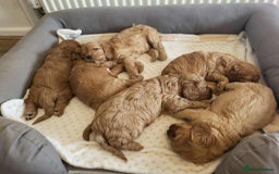 Cavapoo dogs for sale: QUALITY F1 CAVAPOO PUPS - HEALTH TESTED - Image 16