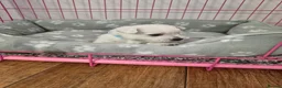 West Highland Terrier dogs for sale: Beautiful healthy litter of westie puppies  - Advert 22