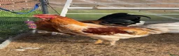 Chickens poultry for sale: friendly rooster  - Advert 4