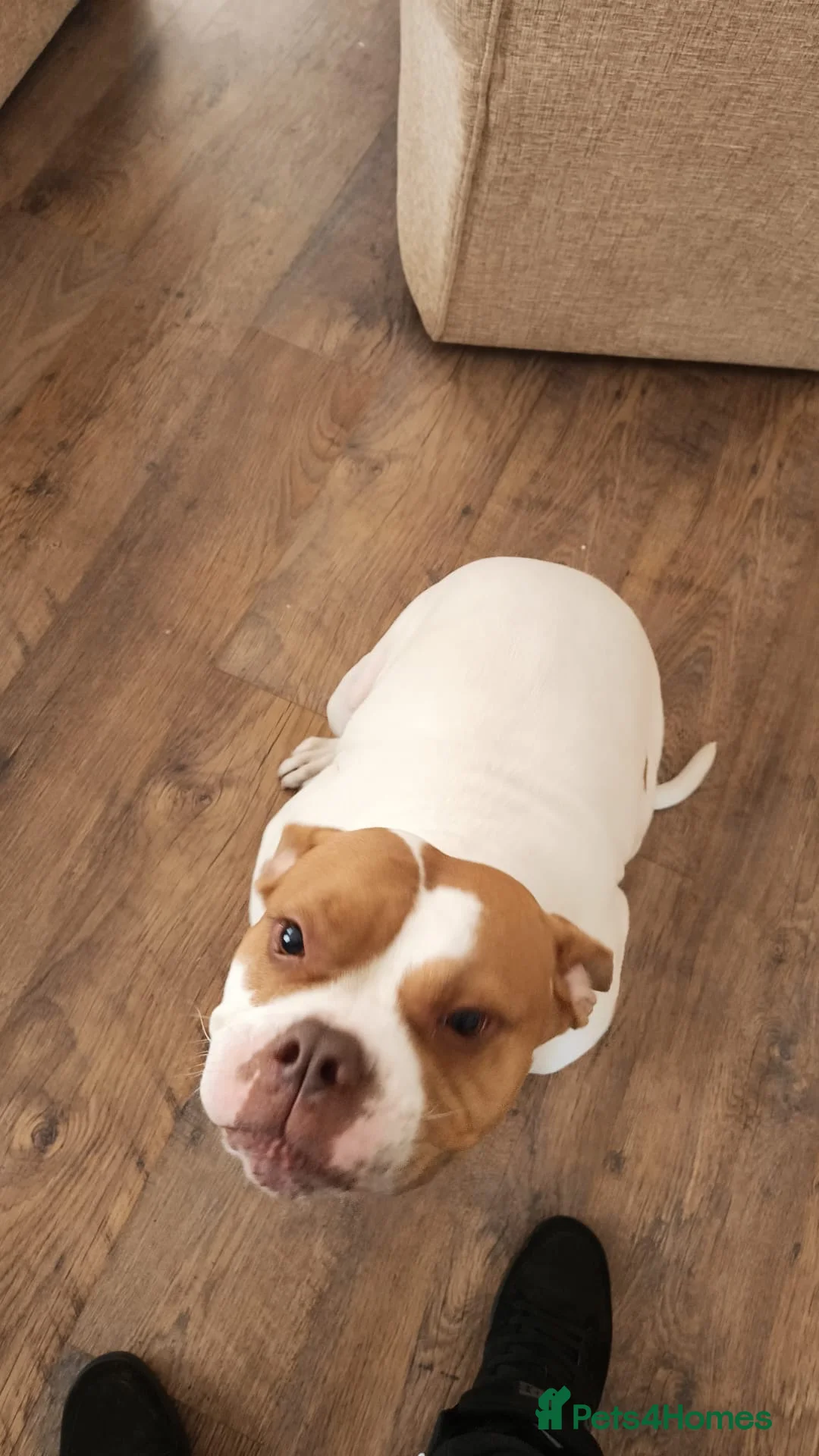 Mixed Breed dogs for sale: Nala 2 Years Old Bulldog/Boxer - Advert 3