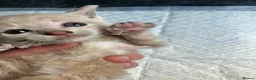 Mixed Breed cats for sale: Gorgeous kittens in Milton Keynes - Advert 4