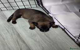 Belgian Shepherd Dog dogs for sale: Belgian Mallinois Male pups for sale - Image 16