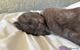 Scottish Fold cats for stud: Studd Scottish fold 200 - Image 4