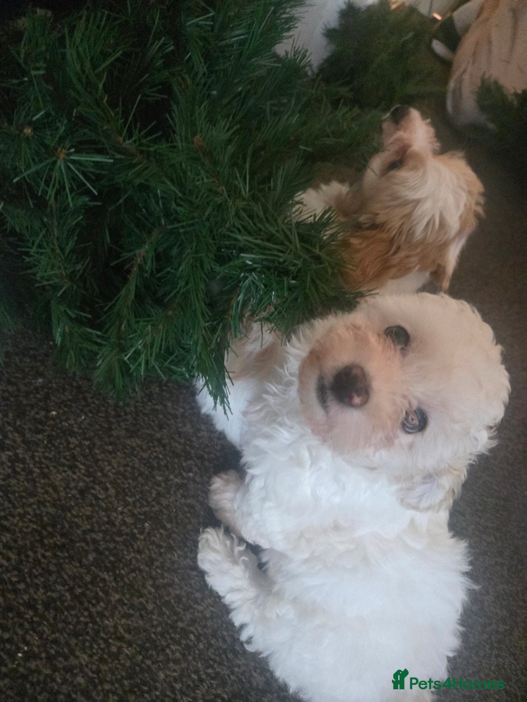 Maltese dogs for sale: Beautiful Maltese Puppy – Child & Cat Friendly - Advert 2