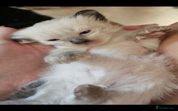 Ragdoll cats for sale: Purebred Chocolate point girl - Image 5