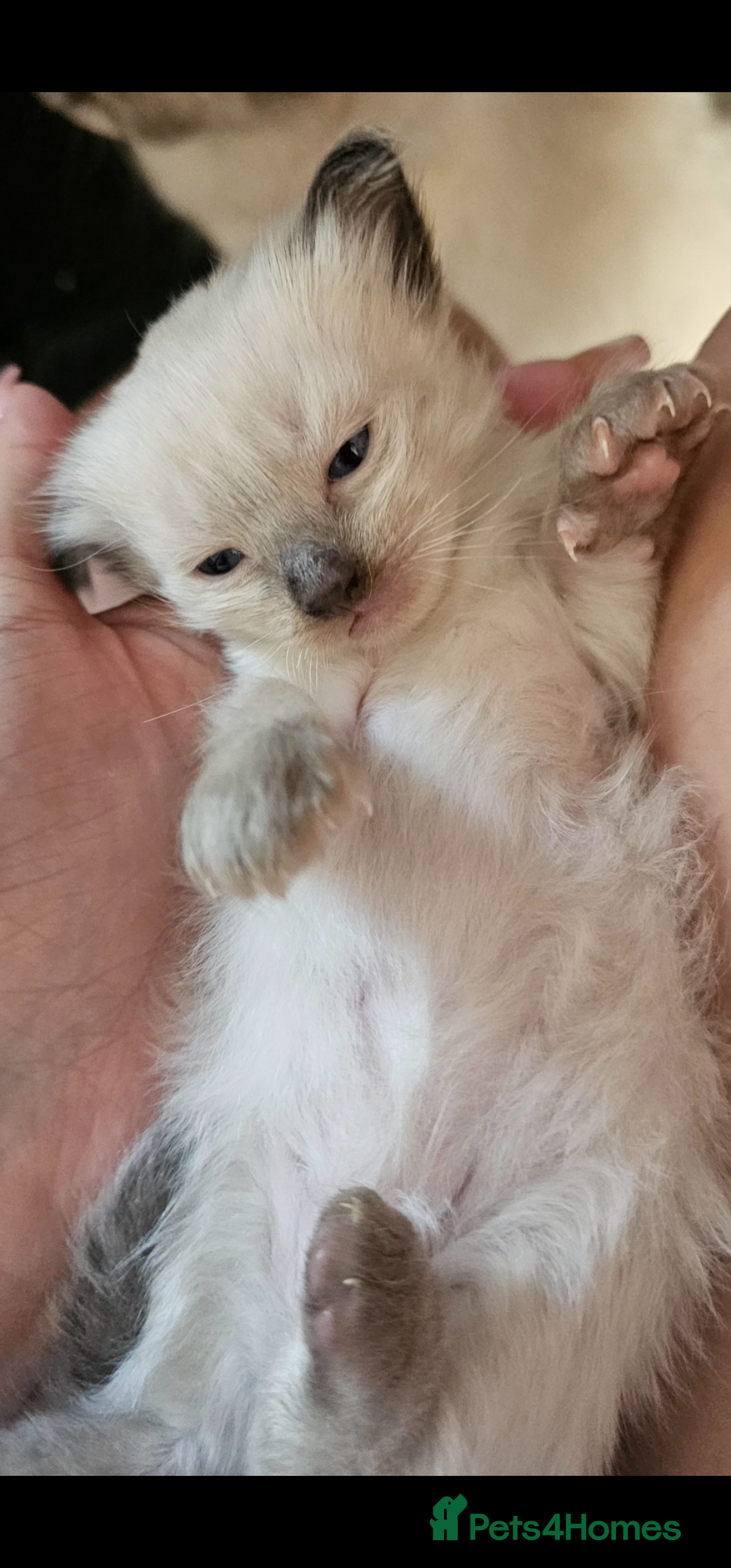 Ragdoll cats for sale: Purebred Chocolate point girl - Image 5