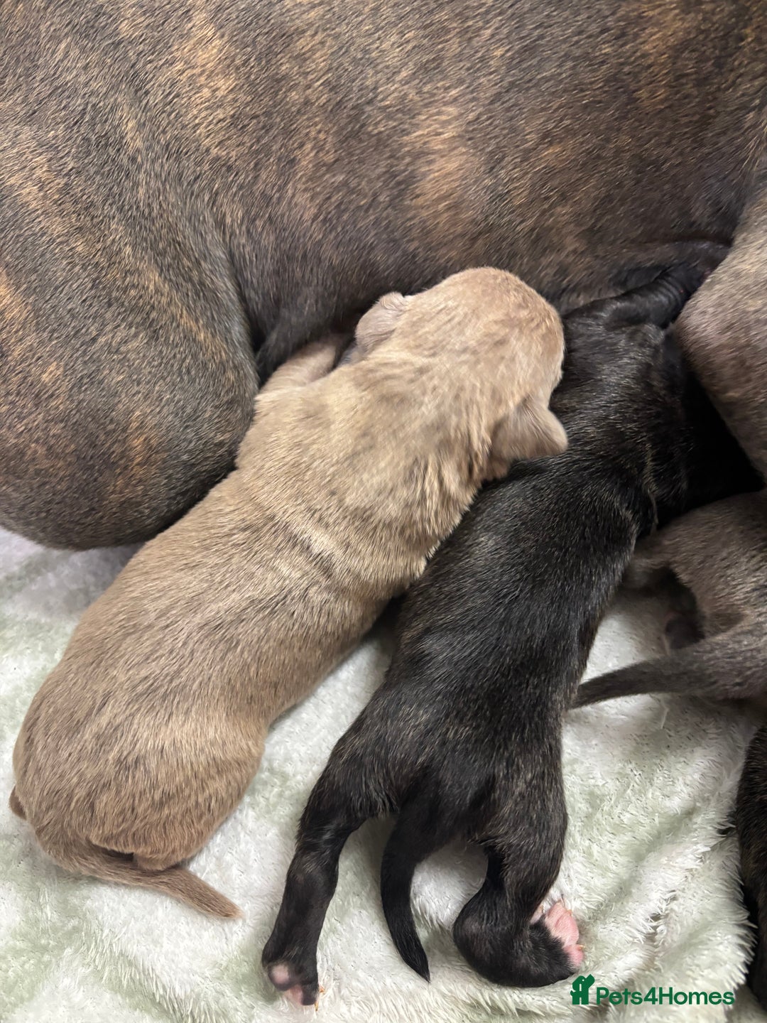 Staffordshire Bull Terrier dogs for sale: Staffy pups  - Advert 13