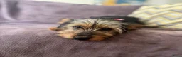Mixed Breed dogs for adoption: Little Luna - Advert 3