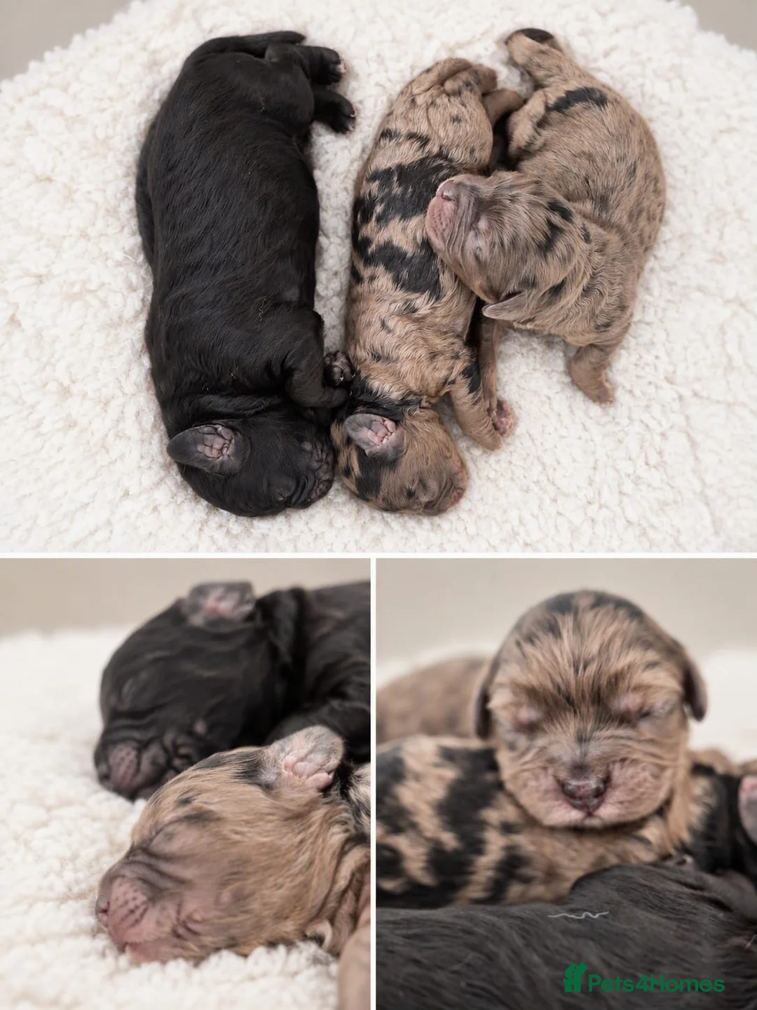Cavapoo dogs for sale: Rare Merle F1b Cavapoo in Aberdare - Advert 2