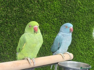 Budgerigars birds Ringneck babies - Advert 13