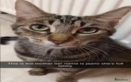 Mixed Breed cats for sale: MIXED BREED TABBY GIRL LAST ONE - Image 6