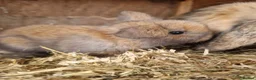 Mini Lop rabbits for sale: Baby Mini Lops - Advert 9