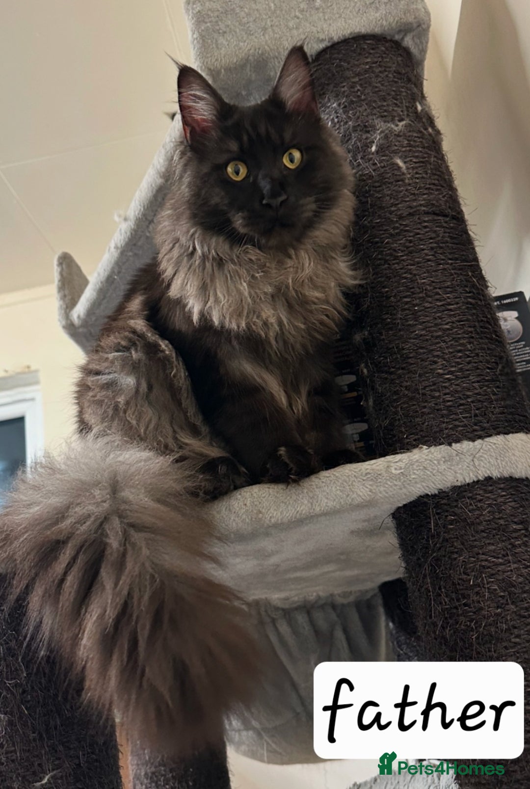 Maine Coon cats for sale: Maine Coon Kitten - Girl remaining in Chichester - Image 5