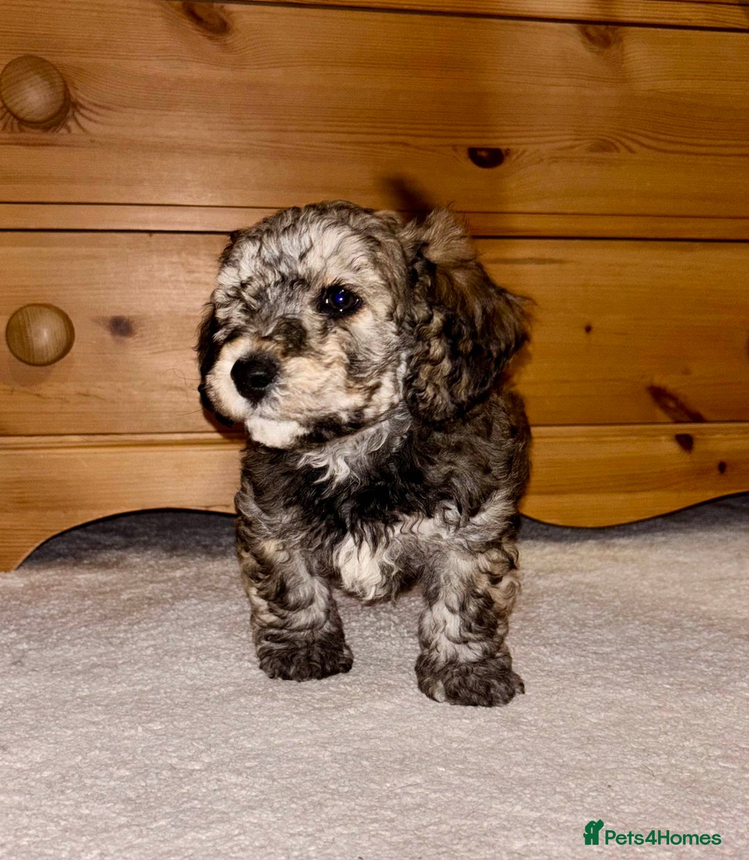 Poochon dogs for sale: Stunning Rare Phantom True Miniature Poochons - Advert 17