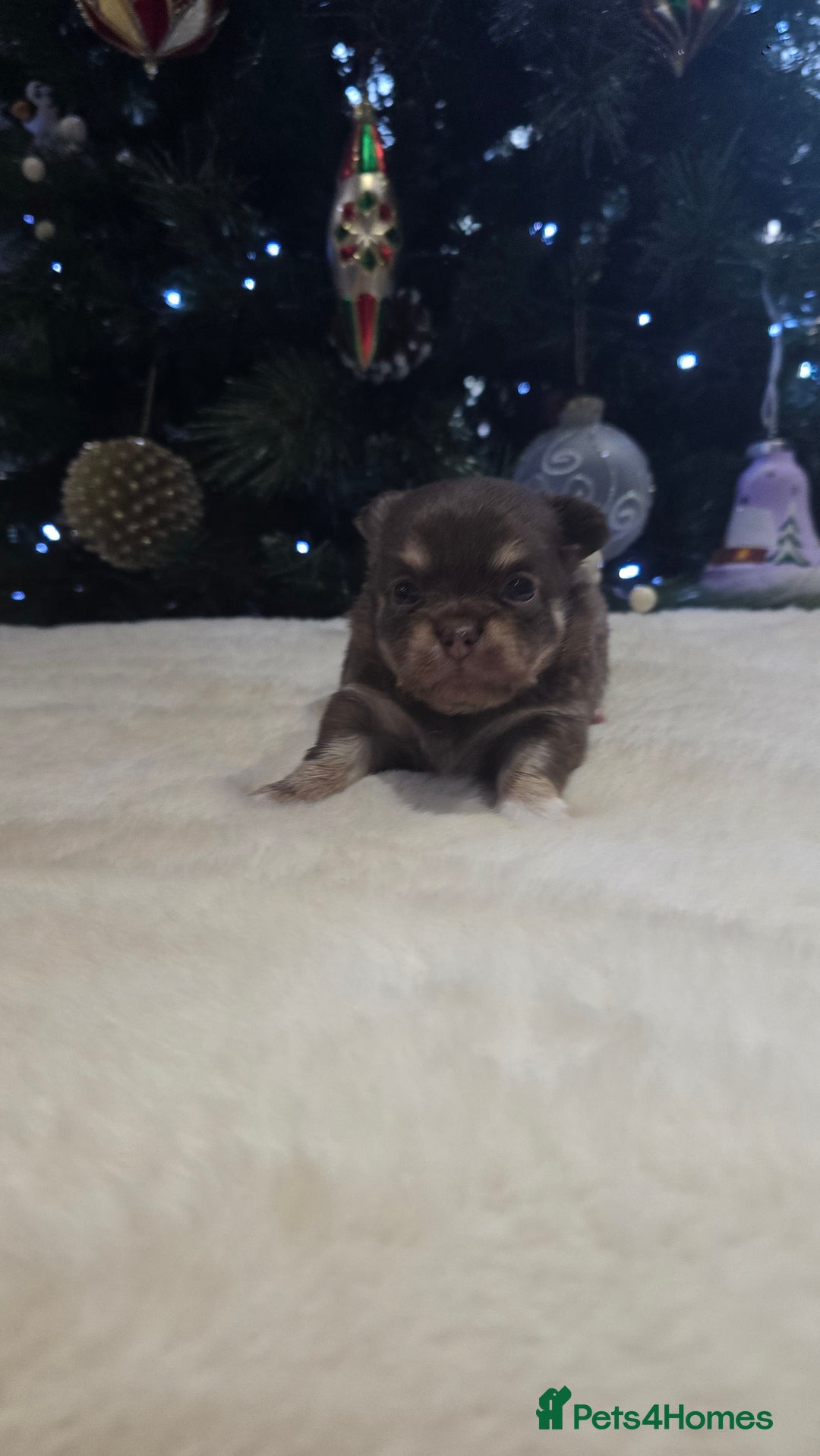 Chihuahua dogs for sale: Chihuahua puppies Russian ancestry with perfect bo - Advert 19