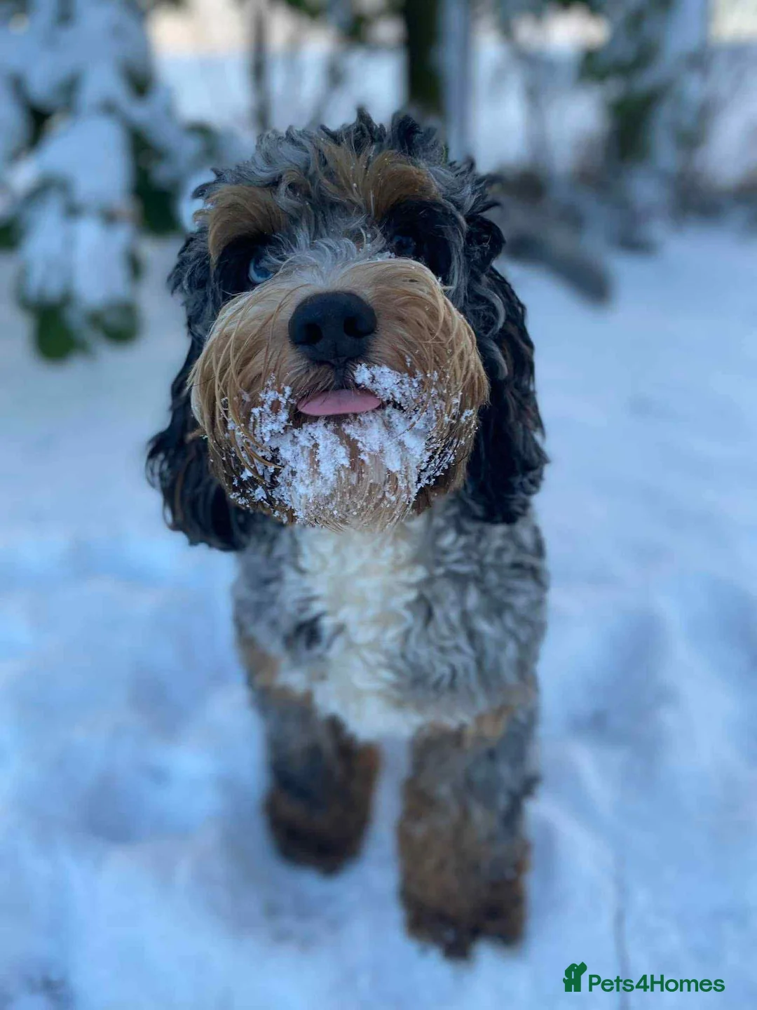 Cockapoo dogs for stud: unique and beautiful f3 american cockapoo stud - Advert 10