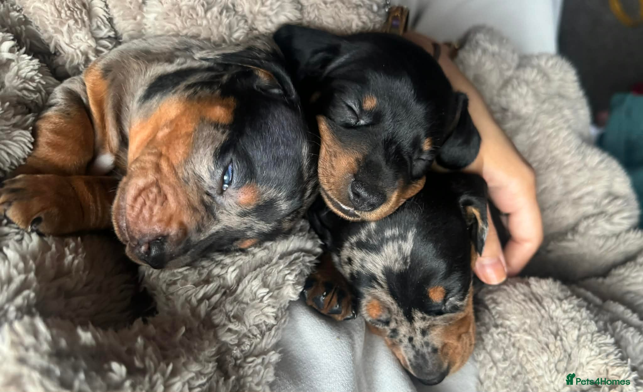 Miniature Dachshund dogs Miniature daschunds 2 girls - Advert 16