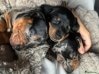 Miniature Dachshund dogs Miniature daschunds 2 girls - Advert 16