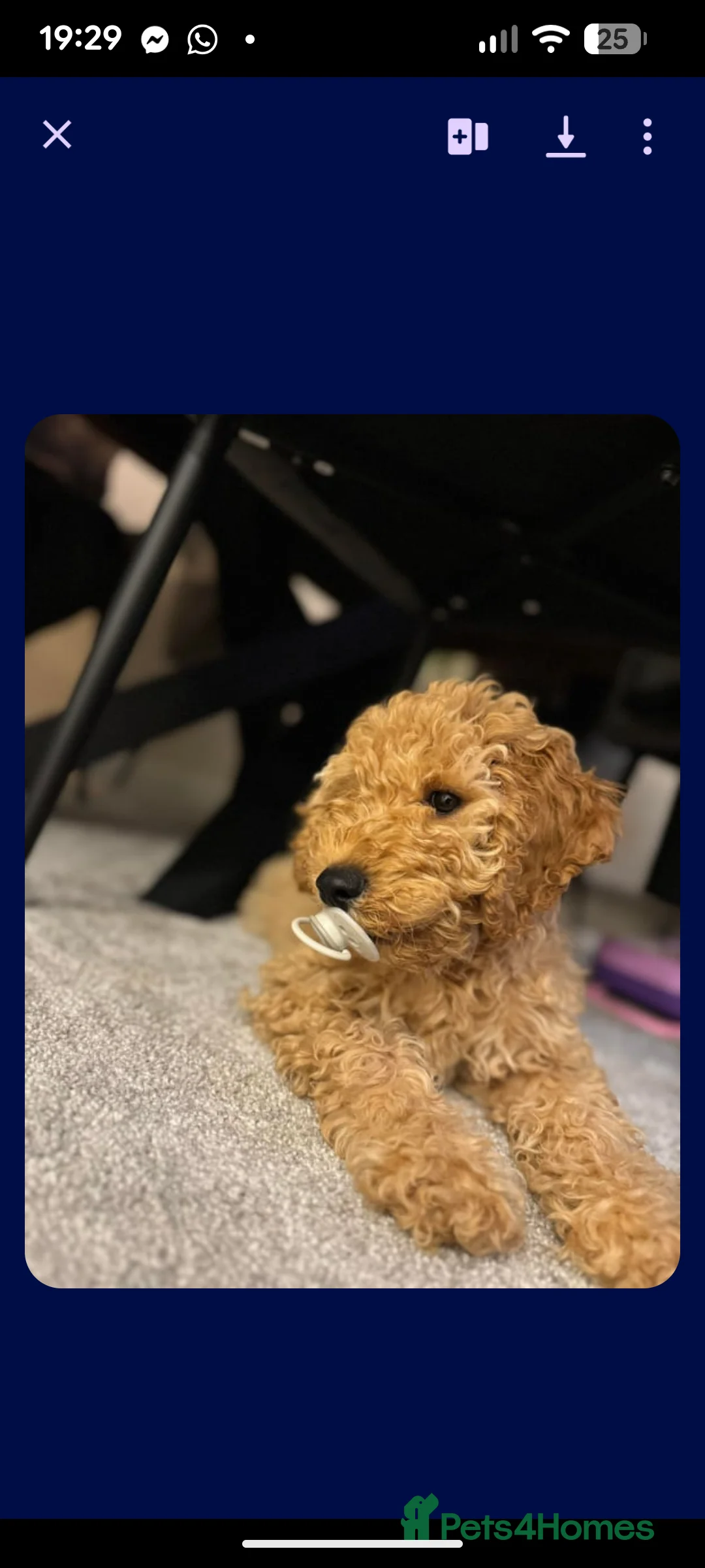 Cockapoo dogs for stud: Male  - Advert 2